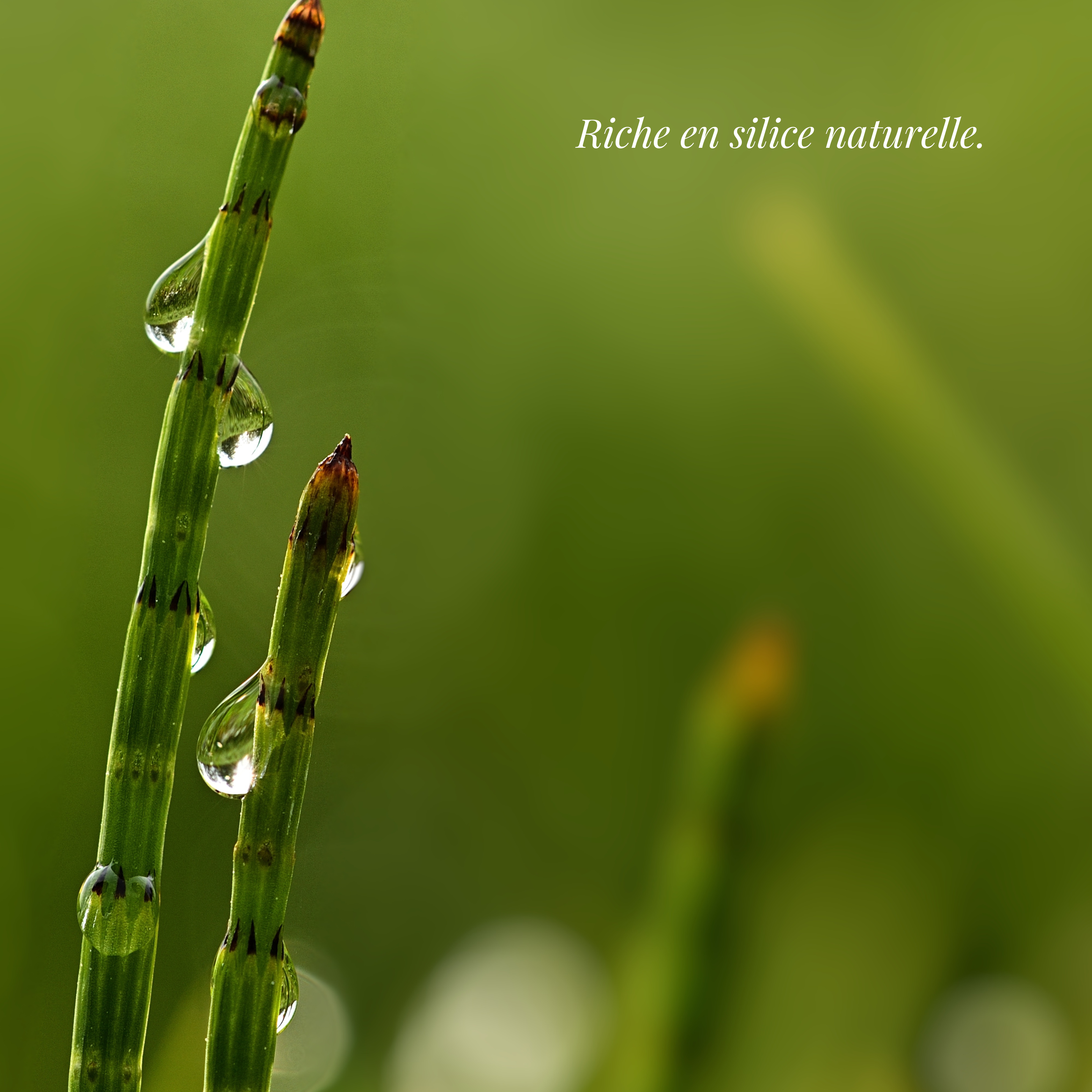 prele riche en silice naturelle